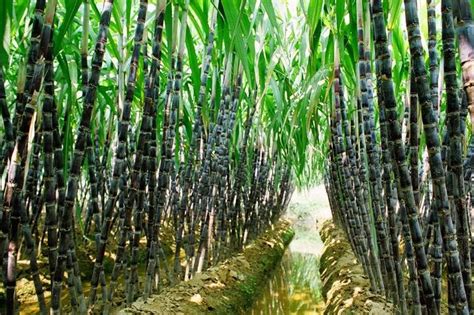 转基因甘蔗来了？巴西批准全球首个转基因甘蔗品种