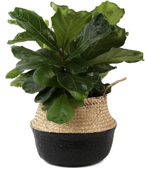 Costa Farms Fiddle Leaf Fig Tree, Live Indoor Floor Plant, Great Living ...