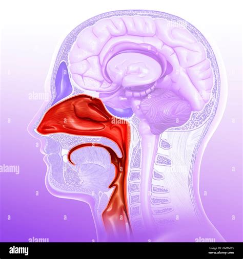 Nasal Cavity High Resolution Stock Photography and Images - Alamy