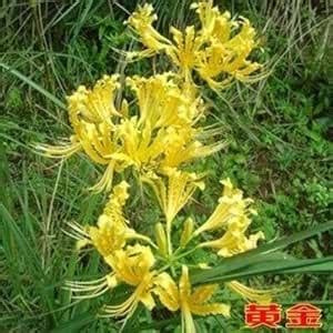 Seeds 35Pcs Mixed Lycoris Flower Seeds Perennial Temperate Indoor ...
