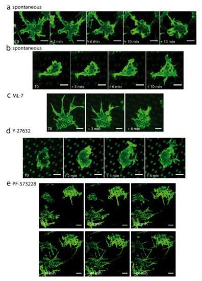 Dynamics of Endothelial Engagement and Filopodia Formation in Complex ...