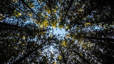 Wallpaper trees, tops, sky, leaves hd, picture, image