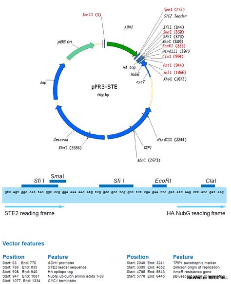 ppR3 Vector 的图像结果
