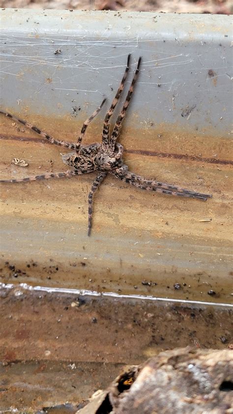 Dolomedes tenebrosus (Dark Fishing Spider) in BUCHANAN, Georgia United ...