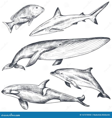 Ocean Animal Pencil Drawings