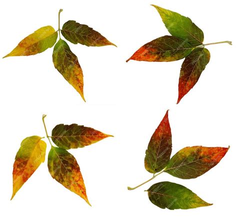 Siberian colorful maple leaves | Premium Photo