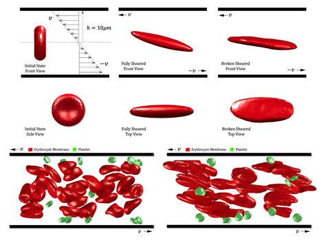 Simulating the Shear Destruction of Red Blood Cells - AIP Publishing LLC