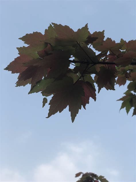 Image result for Spring Fever Java