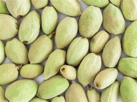 Green Almond health benefits and their culinary uses | The Times of India