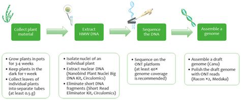 Isolating Linum usitatissimum L. Nuclear DNA Enabled Assembling High ...
