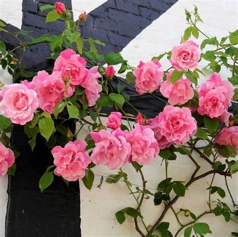11 Most Fragrant Climbing Roses - SONG OF ROSES