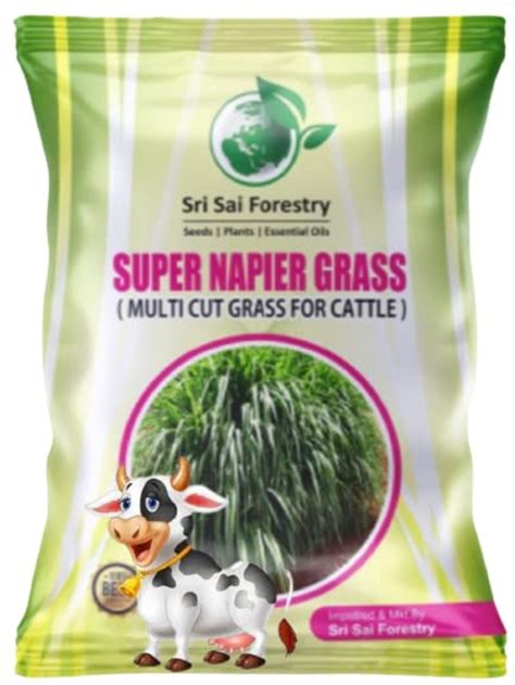 Grass Seeds for Fodder - SRI SAI FORESTRY