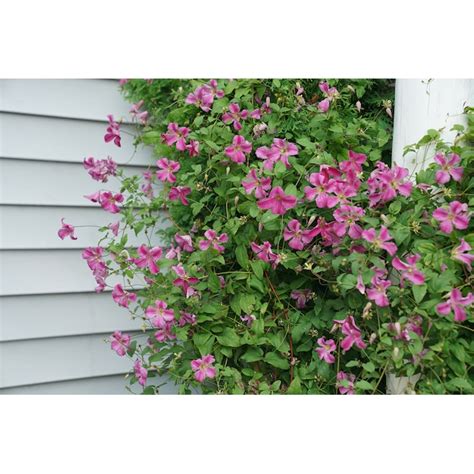 Proven Winners Pink Mink Clematis Flowering Shrub in 1-Gallon Pot ...