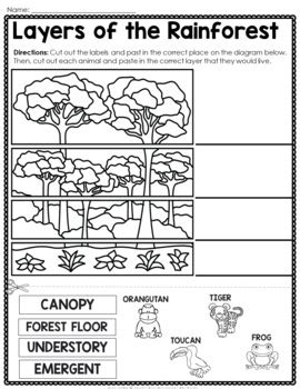 Rainforest Layers Worksheet 的图像结果