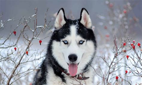 Siberian Husky Training Guide: Recommended Cues, Timelines, and More ...