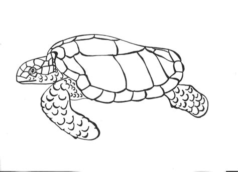 Turtle Outline Drawing at PaintingValley.com | Explore collection of ...