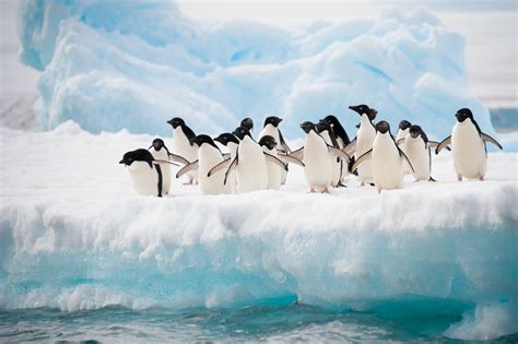 Why Are Penguins Black and White? | Color Meanings