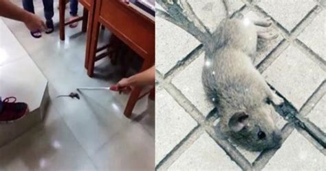 女子家中發現老鼠蹤跡，買來老鼠藥「毒死」一隻老鼠，伸手去拿，沒想到半個月後她悔不當初！！