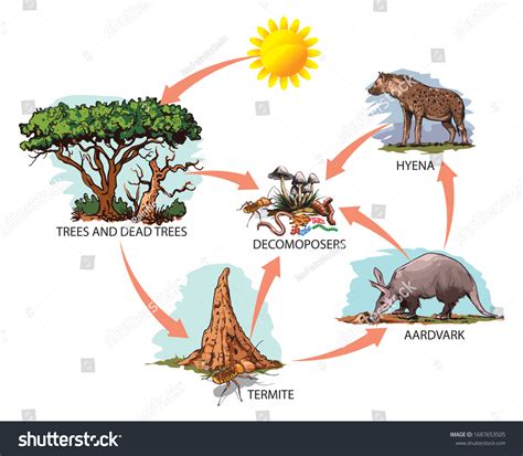 Food Web With Sun