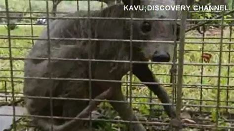 Texas family claims to have caught chupacabra | KOKH