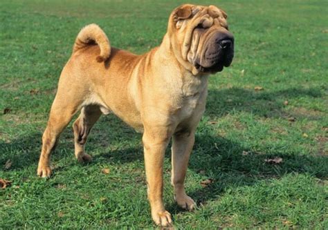 Chinese Shar Pei Dog Breed Information, Images, Characteristics, Health
