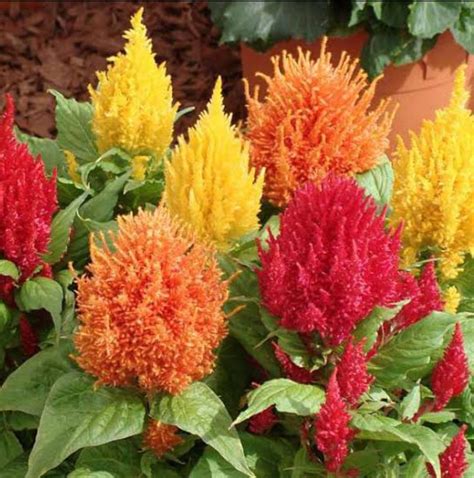 Celosia plumosa summer Flower seeds – ASHIYANA STORE