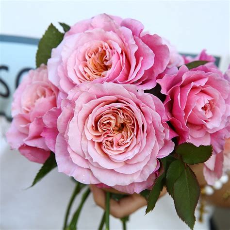 Japanese Rose 'miyabi' (雅) (1 Gal+ Live Plant) Shrub Rose - Etsy