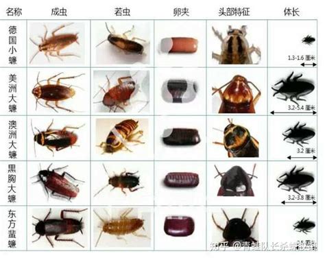 朋友们，上海的蟑螂是啥样的……大的还是小的？ - 知乎