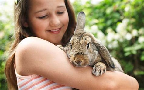 The Ultimate New Rabbit Checklist For Bunny Beginners