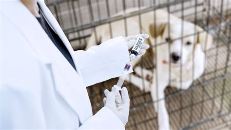 What Are The Side Effects Of Rabies Vaccine In Dogs