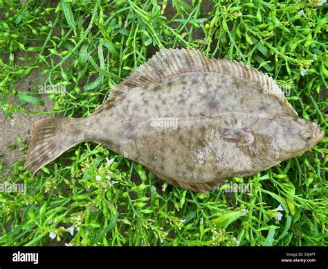 Flounder Flatfish In Spanish at Stella Bowles blog