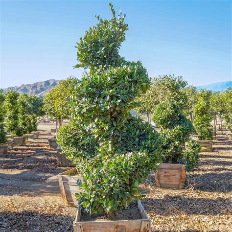 Wax Leaf Privet | Hedge Trees | Moon Valley Nurseries