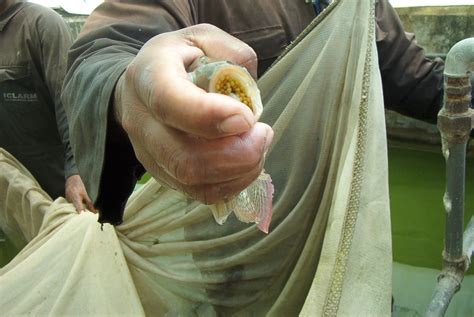 Tilapia Safe In Pregnancy at Dennis Salgado blog