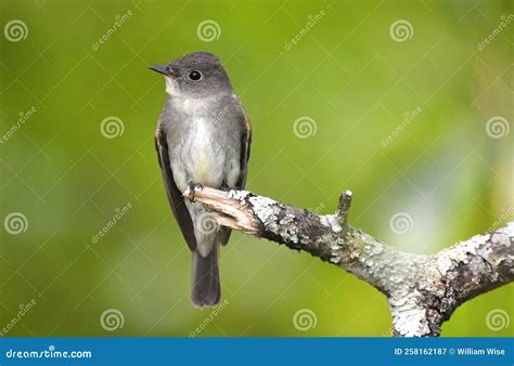 Eastern Wood Pewee Bird Perched on a Branch, Georgia Birding Stock ...