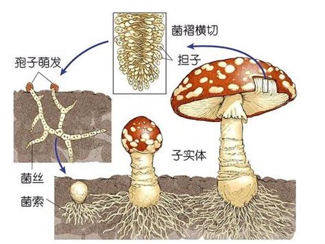 真菌的基本结构