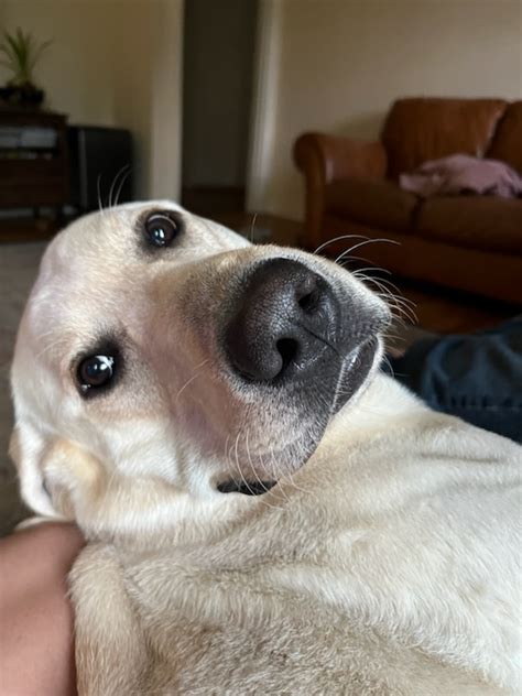 Image result for Rescue Dogs Labrador Retriever