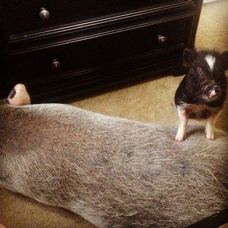 美国两猪两狗共同生活 一起睡觉玩耍烤暖炉（图）_新浪新闻