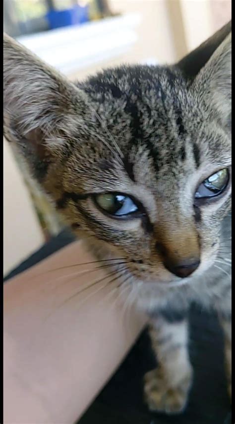 Why Does My Puppy Look Cross Eyed