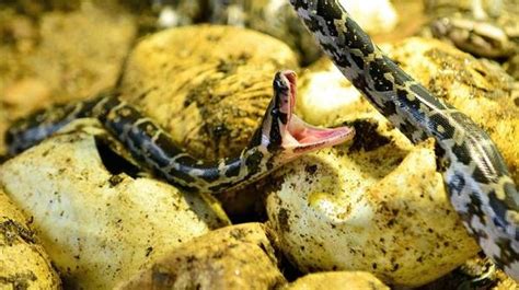 Image result for How Python Eggs Hatch