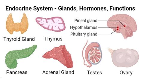 Endocrine System Function and Structure 的图像结果