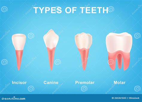 Illustration of Human Teeth Types on a Blue Background Stock ...