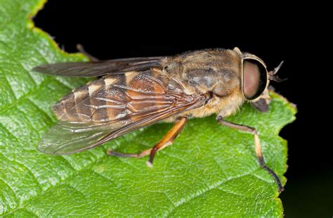 Horse Bot Fly Larvae at Mike Gloss blog