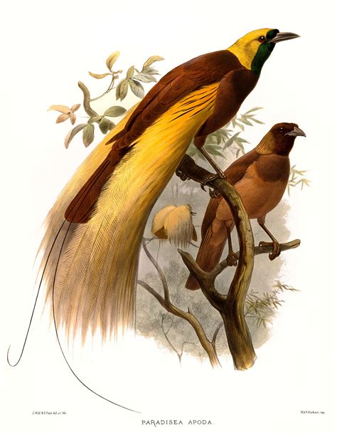 What is Elliot's Birds of Paradise?