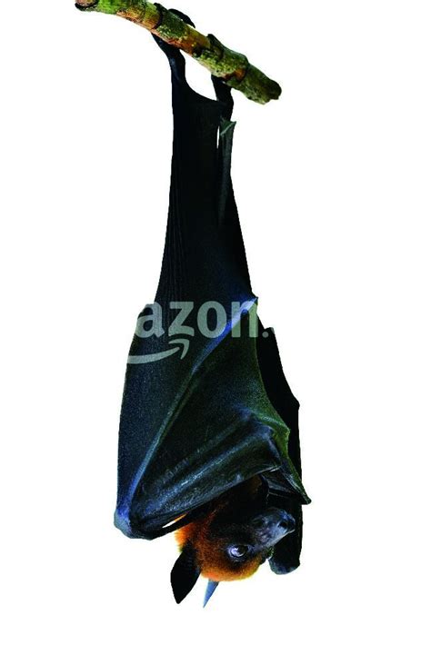Bat, Hanging Lyle's flying fox isolated on white background, Pteropus ...