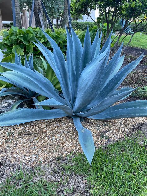 Agave Super Blue, Americana Century Plant – Eureka Farms