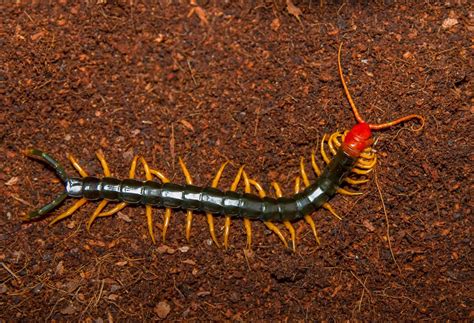 NatureWatch: Poisonous or Venomous?