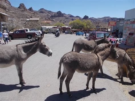 GET AWAY FROM LAUGHLIN & GO TO OATMAN - Reviews, Photos - Oatman ...
