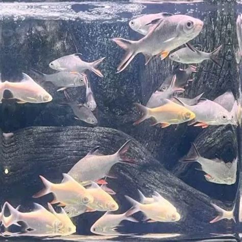 dreamy daisy (@waarinaaa) • Instagram photos and videos