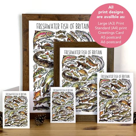 Freshwater Fish Of Britain Watercolour Postcard By Alexia Claire