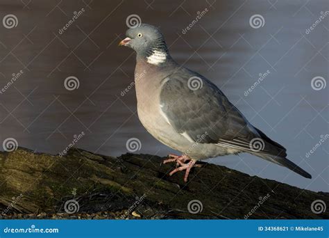 Wood Pigeon; Columba Palumbus Stock Image - Image of palumbus, pest: 34368621
